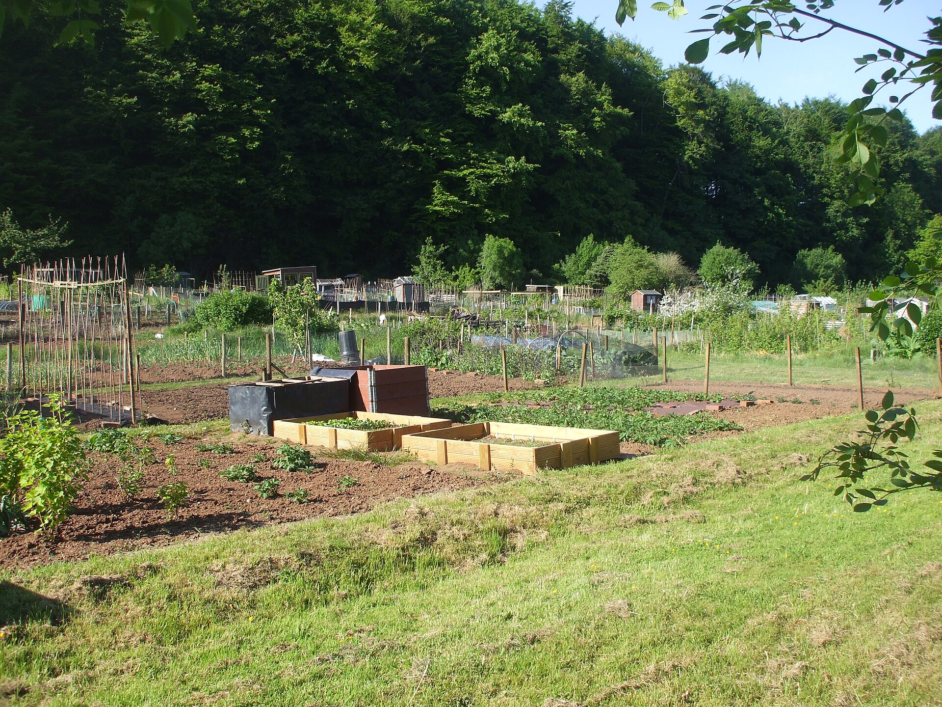 Allotments in Morganstown below a wooded hillside.